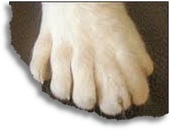 six toes